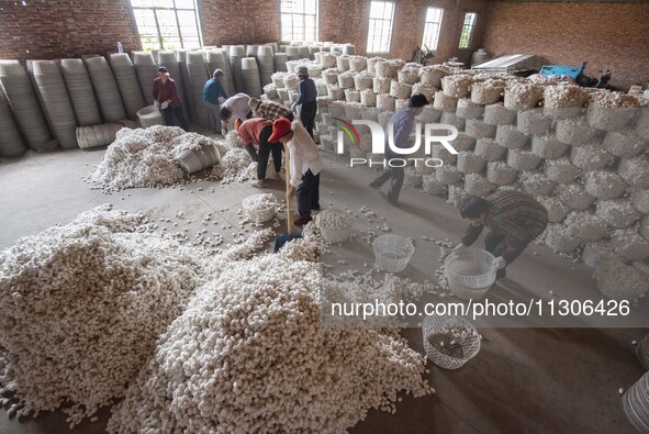 Workers are sorting and stacking silkworm cocoons at a silkworm cocoon buying point in Haian, China, on June 4, 2024. 