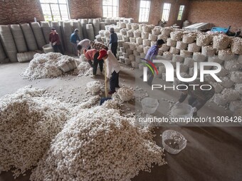 Workers are sorting and stacking silkworm cocoons at a silkworm cocoon buying point in Haian, China, on June 4, 2024. (