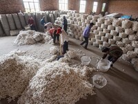 Workers are sorting and stacking silkworm cocoons at a silkworm cocoon buying point in Haian, China, on June 4, 2024. (