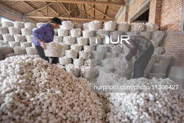 Workers are sorting and stacking silkworm cocoons at a silkworm cocoon buying point in Haian, China, on June 4, 2024. 