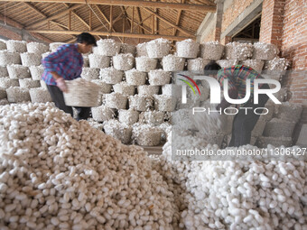 Workers are sorting and stacking silkworm cocoons at a silkworm cocoon buying point in Haian, China, on June 4, 2024. (