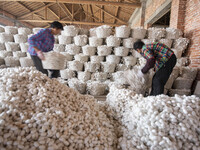 Workers are sorting and stacking silkworm cocoons at a silkworm cocoon buying point in Haian, China, on June 4, 2024. (