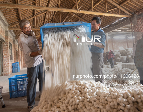 Workers are sorting and stacking silkworm cocoons at a silkworm cocoon buying point in Haian, China, on June 4, 2024. 