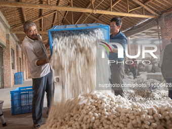 Workers are sorting and stacking silkworm cocoons at a silkworm cocoon buying point in Haian, China, on June 4, 2024. (