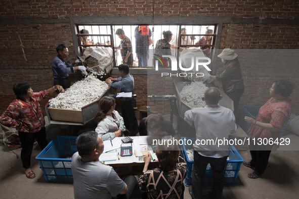 Silkworm farmers are selling silkworm cocoons at a silkworm cocoon buying point in Hai'an, China, on June 4, 2024. 