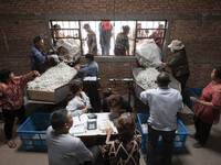 Silkworm farmers are selling silkworm cocoons at a silkworm cocoon buying point in Hai'an, China, on June 4, 2024. (