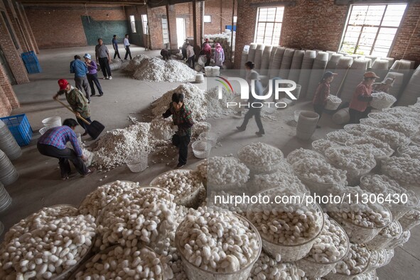 Workers are sorting and stacking silkworm cocoons at a silkworm cocoon buying point in Haian, China, on June 4, 2024. 