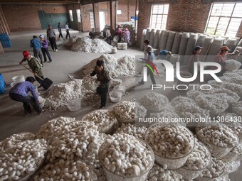 Workers are sorting and stacking silkworm cocoons at a silkworm cocoon buying point in Haian, China, on June 4, 2024. (