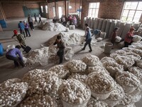 Workers are sorting and stacking silkworm cocoons at a silkworm cocoon buying point in Haian, China, on June 4, 2024. (