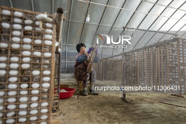 A worker is picking cocoons at a silkworm farm in Hai'an, China, on June 4, 2024. 