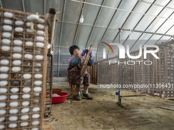 A worker is picking cocoons at a silkworm farm in Hai'an, China, on June 4, 2024. (