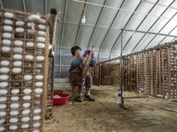 A worker is picking cocoons at a silkworm farm in Hai'an, China, on June 4, 2024. (