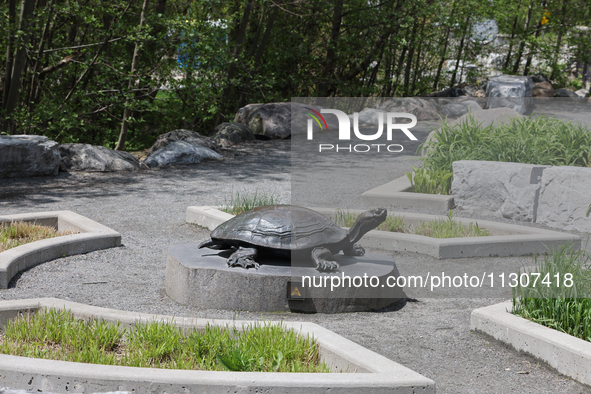 A turtle sculpture is standing at a park by Lake Wilcox in Richmond Hill, Ontario, Canada, on May 12, 2024. 