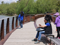 A man is playing a rhythmic tune on a musical instrument along a boardwalk by Lake Wilcox in Richmond Hill, Ontario, Canada, on May 12, 2024...