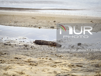 An explosive device is being seen in the sand during the training of State Emergency Service personnel to improve their skills in searching...