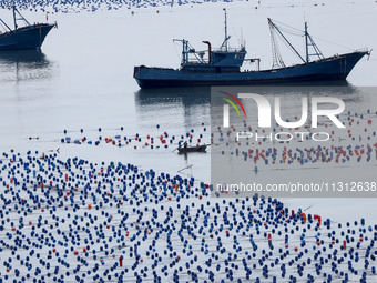 Fishermen are driving their fishing boats to carry out marine farming operations at the ocean ranch in Lianjiang County, Fuzhou, China, on J...