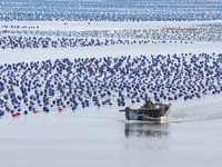 Fishermen are driving their fishing boats to carry out marine farming operations at the ocean ranch in Lianjiang County, Fuzhou, China, on J...