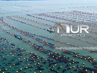 Fishermen are driving their fishing boats to carry out marine farming operations at the ocean ranch in Lianjiang County, Fuzhou, China, on J...