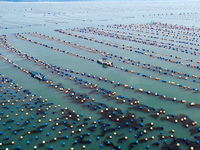 Fishermen are driving their fishing boats to carry out marine farming operations at the ocean ranch in Lianjiang County, Fuzhou, China, on J...