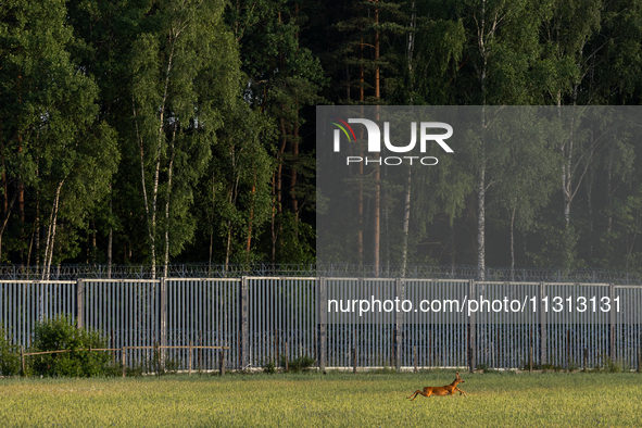 A deer is jumping over a field by the border wall in Podlasie, Poland, on June 6, 2024. 