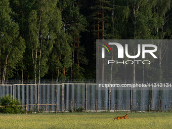 A deer is jumping over a field by the border wall in Podlasie, Poland, on June 6, 2024. (