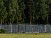 A deer is jumping over a field by the border wall in Podlasie, Poland, on June 6, 2024. (