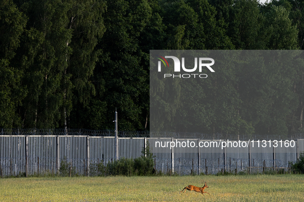 A deer is jumping over a field by the border wall in Podlasie, Poland, on June 6, 2024. 