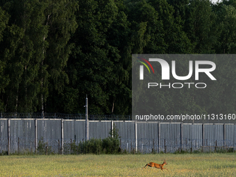 A deer is jumping over a field by the border wall in Podlasie, Poland, on June 6, 2024. (