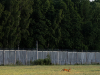 A deer is jumping over a field by the border wall in Podlasie, Poland, on June 6, 2024. (