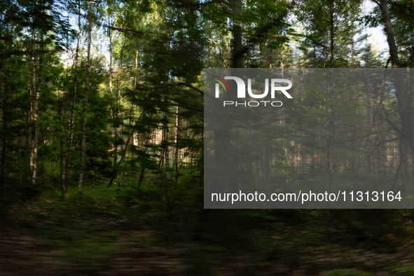 A long exposure shot is capturing a forest in Podlasie, Poland, on June 6, 2024. 