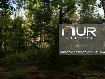 A long exposure shot is capturing a forest in Podlasie, Poland, on June 6, 2024. (