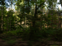 A long exposure shot is capturing a forest in Podlasie, Poland, on June 6, 2024. (