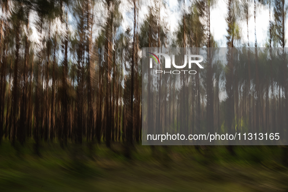 A long exposure shot is capturing a forest in Podlasie, Poland, on June 6, 2024. 