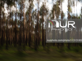 A long exposure shot is capturing a forest in Podlasie, Poland, on June 6, 2024. (