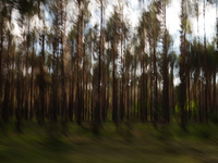 A long exposure shot is capturing a forest in Podlasie, Poland, on June 6, 2024. (