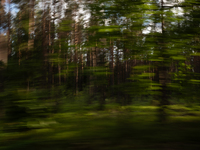 A long exposure shot is capturing a forest in Podlasie, Poland, on June 6, 2024. (