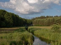 A long exposure shot is capturing a forest in Podlasie, Poland, on June 6, 2024. (