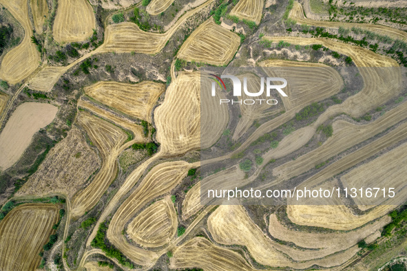 An aerial photo is showing the landscape of Loess Plateau terraces after the wheat harvest in Ruicheng County, Yuncheng City, North China's...