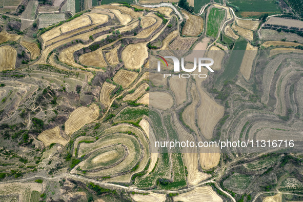 An aerial photo is showing the landscape of Loess Plateau terraces after the wheat harvest in Ruicheng County, Yuncheng City, North China's...