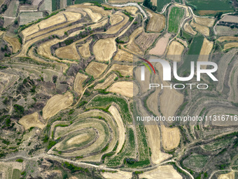 An aerial photo is showing the landscape of Loess Plateau terraces after the wheat harvest in Ruicheng County, Yuncheng City, North China's...