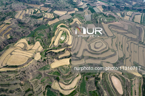 An aerial photo is showing the landscape of Loess Plateau terraces after the wheat harvest in Ruicheng County, Yuncheng City, North China's...