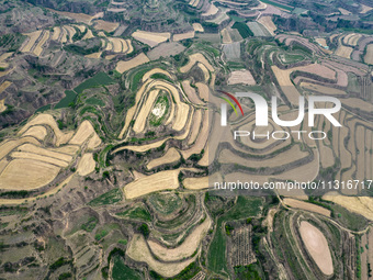 An aerial photo is showing the landscape of Loess Plateau terraces after the wheat harvest in Ruicheng County, Yuncheng City, North China's...