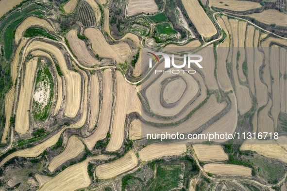 An aerial photo is showing the landscape of Loess Plateau terraces after the wheat harvest in Ruicheng County, Yuncheng City, North China's...