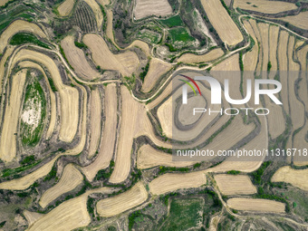 An aerial photo is showing the landscape of Loess Plateau terraces after the wheat harvest in Ruicheng County, Yuncheng City, North China's...