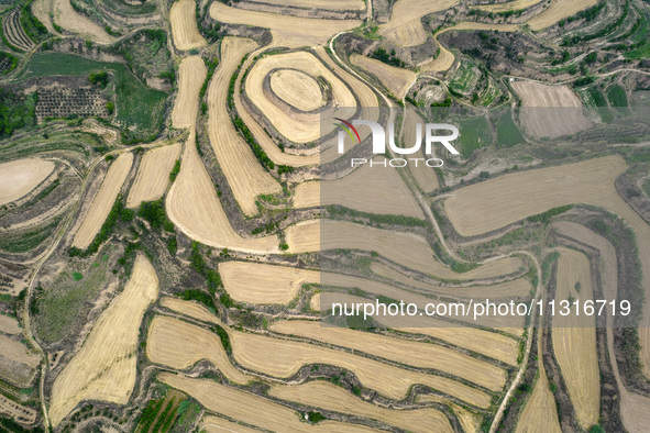 An aerial photo is showing the landscape of Loess Plateau terraces after the wheat harvest in Ruicheng County, Yuncheng City, North China's...