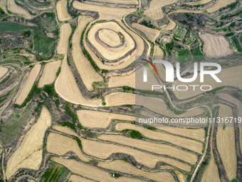 An aerial photo is showing the landscape of Loess Plateau terraces after the wheat harvest in Ruicheng County, Yuncheng City, North China's...