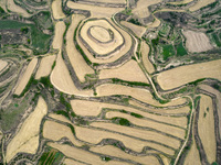 An aerial photo is showing the landscape of Loess Plateau terraces after the wheat harvest in Ruicheng County, Yuncheng City, North China's...