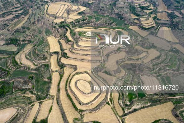 An aerial photo is showing the landscape of Loess Plateau terraces after the wheat harvest in Ruicheng County, Yuncheng City, North China's...