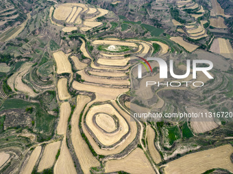 An aerial photo is showing the landscape of Loess Plateau terraces after the wheat harvest in Ruicheng County, Yuncheng City, North China's...