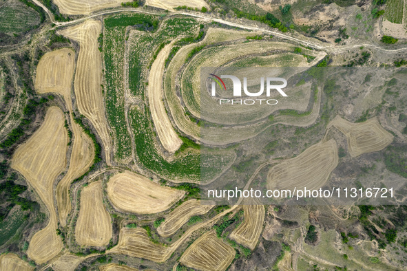 An aerial photo is showing the landscape of Loess Plateau terraces after the wheat harvest in Ruicheng County, Yuncheng City, North China's...